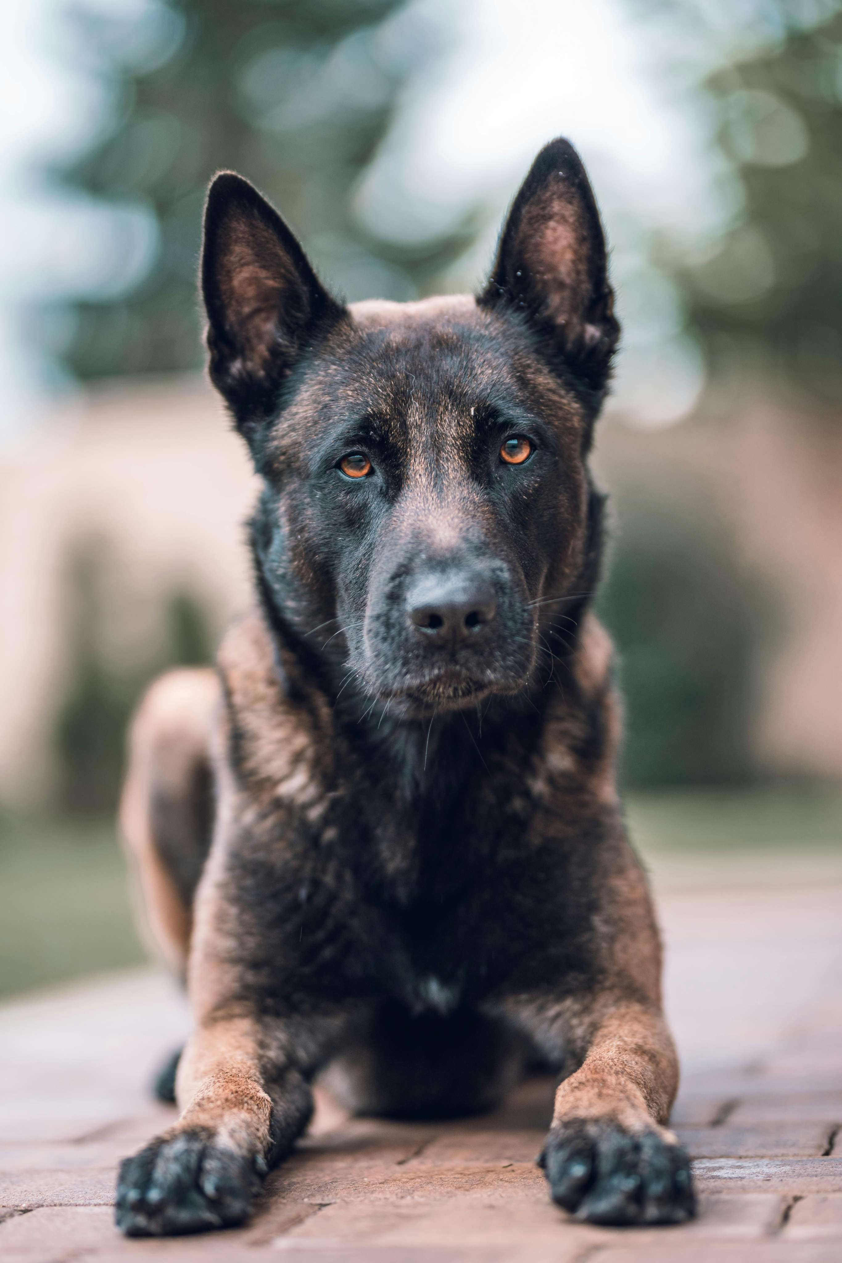 german shepherd & belgian malinois